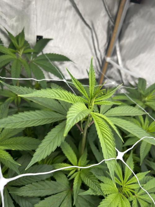 Paradise Pine. Week 7