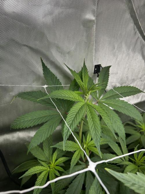 Paradise Pine. Week 7