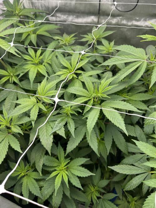 Paradise Pine. Week 7