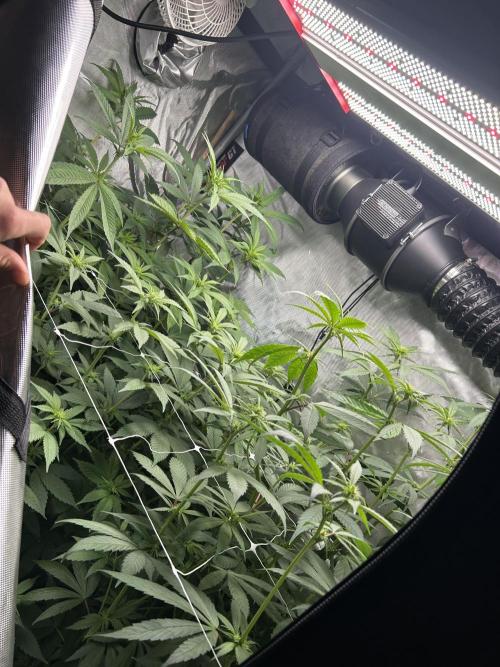 Paradise Pine. Week 8