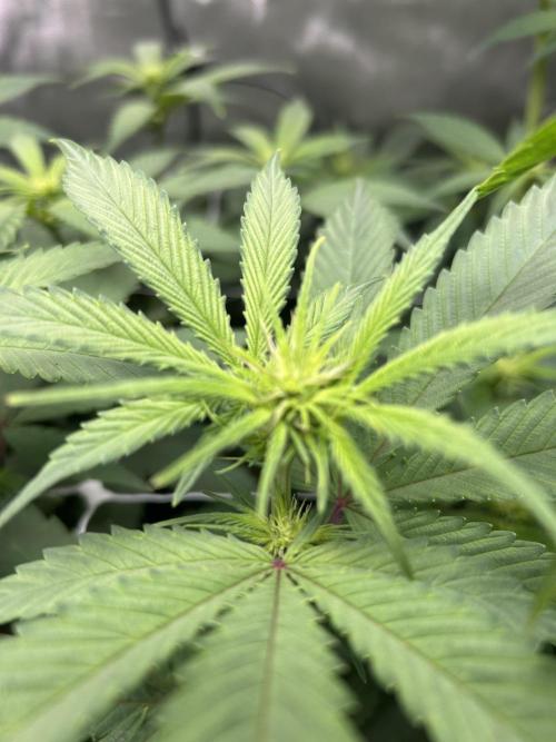 Paradise Pine. Week 8