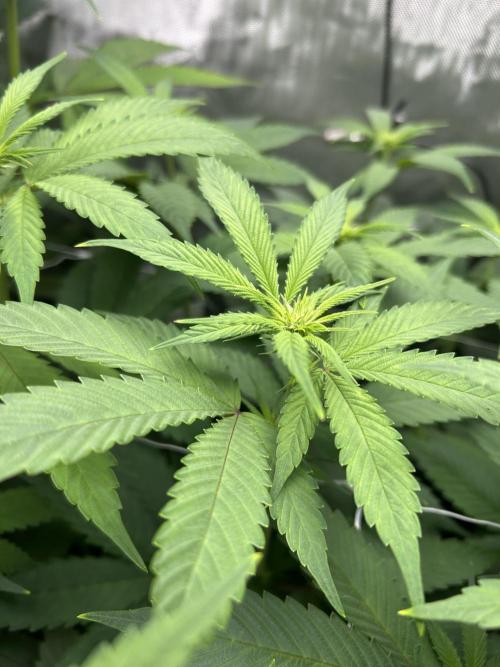 Paradise Pine. Week 8