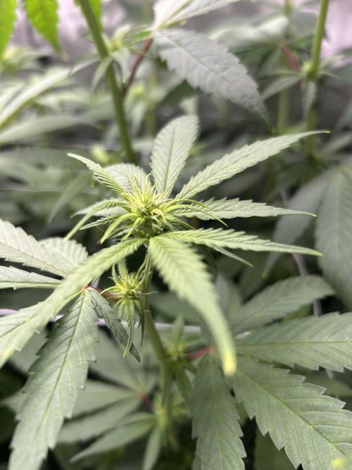 Paradise Pine. Week 8