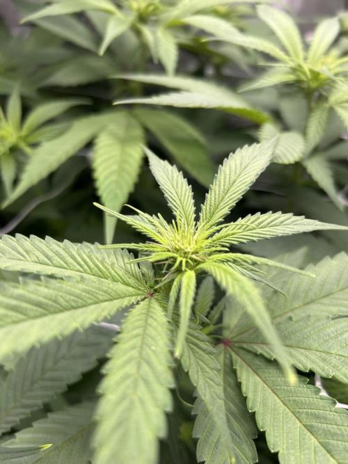 Paradise Pine. Week 8