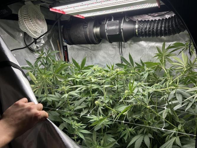 Paradise Pine. Week 9