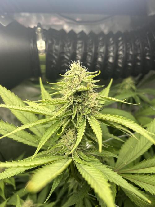 Paradise Pine. Week 11