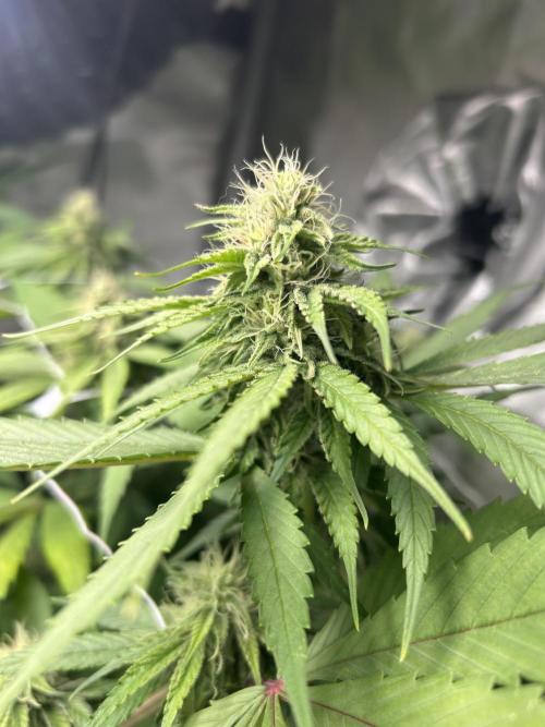 Paradise Pine. Week 11