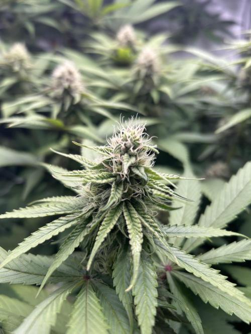 Paradise Pine. Week 11