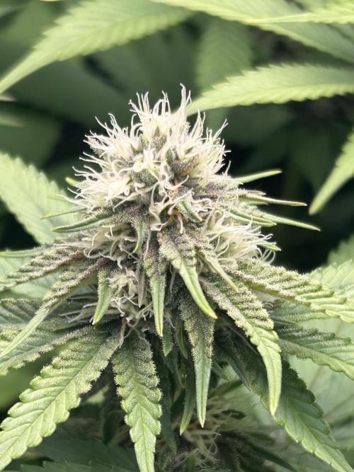 Paradise Pine. Week 11