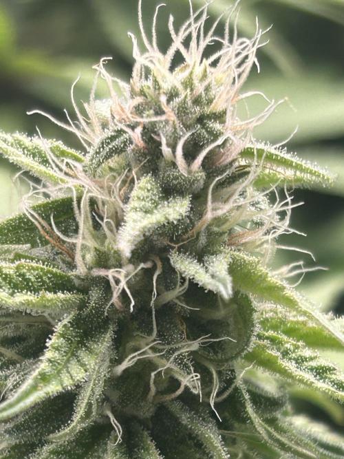 Paradise Pine. Week 12