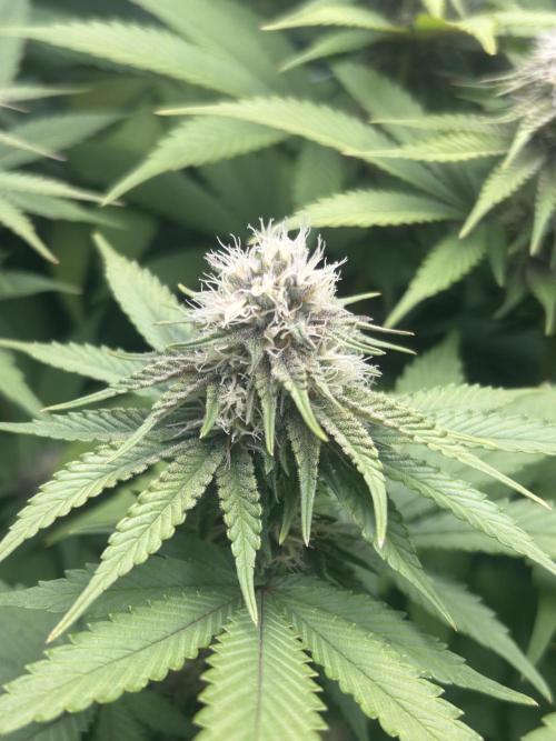 Paradise Pine. Week 12