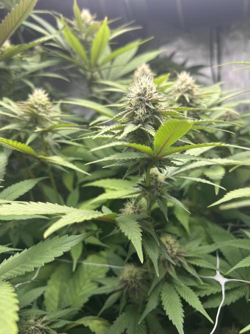 Paradise Pine. Week 13 - #5 "Pine Candy"