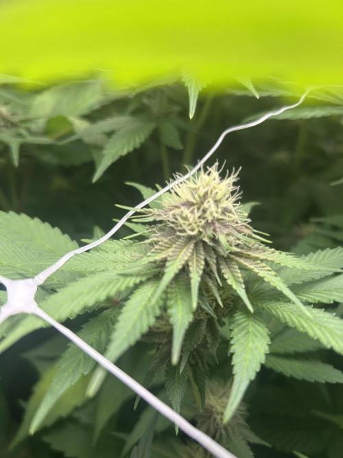 Paradise Pine. Week 13 - #5 "Pine Candy"