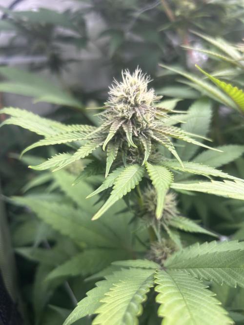 Paradise Pine. Week 13