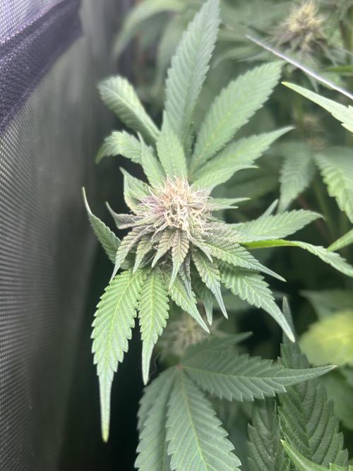 Paradise Pine. Week 13 - #5 "Pine Candy"