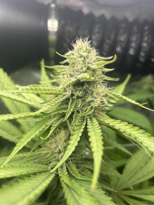 Paradise Pine. Week 13 - #4 "sour fruit punch"