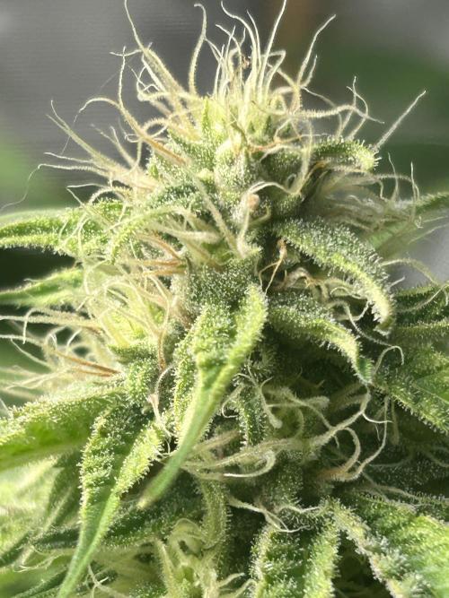 Paradise Pine. Week 13 - #4 "sour fruit punch"