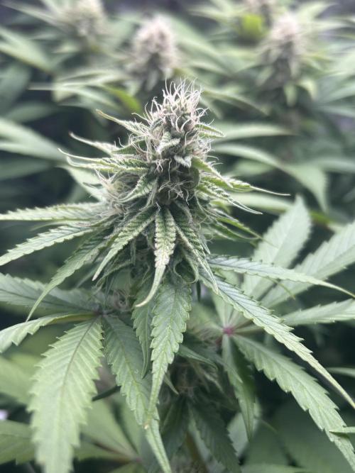 Paradise Pine. Week 13