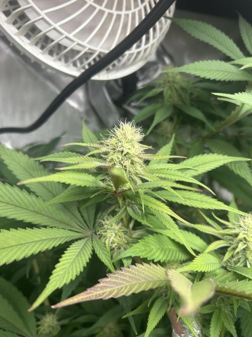 Paradise Pine. Week 13