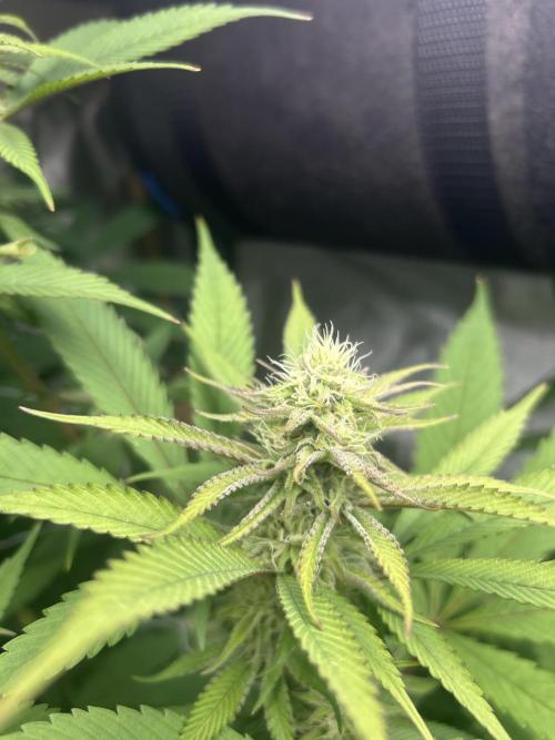 Paradise Pine. Week 13