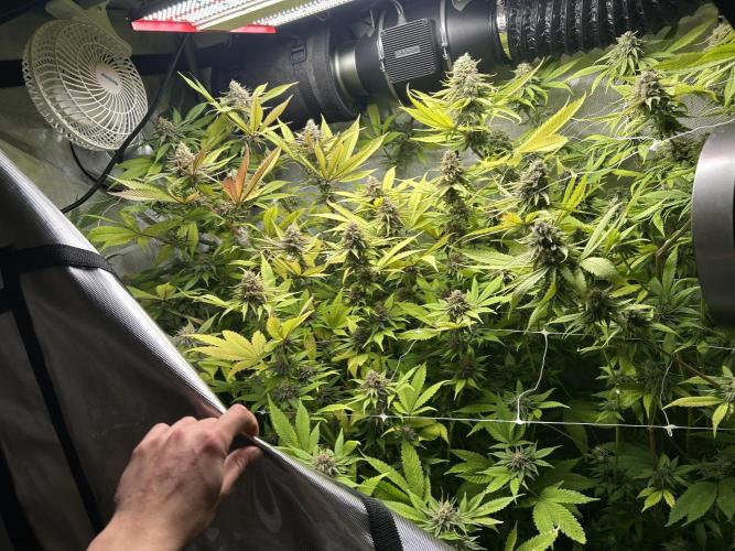 Paradise Pine. Week 13