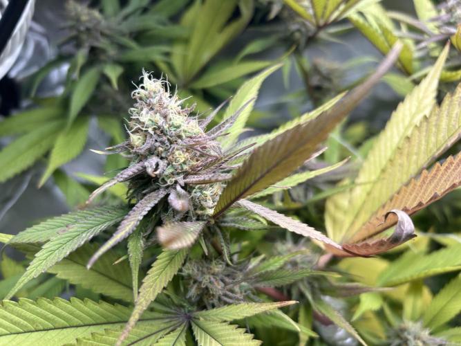 Paradise Pine. Week 13 - #3 "Pink Lemonade"