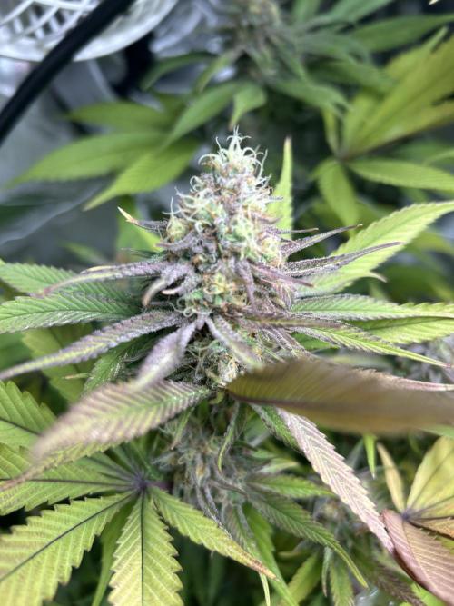 Paradise Pine. Week 13 - #3 "Pink Lemonade"