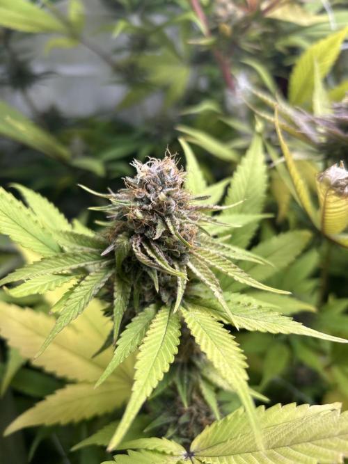 Paradise Pine. Week 13 - #5 "Pine Candy"