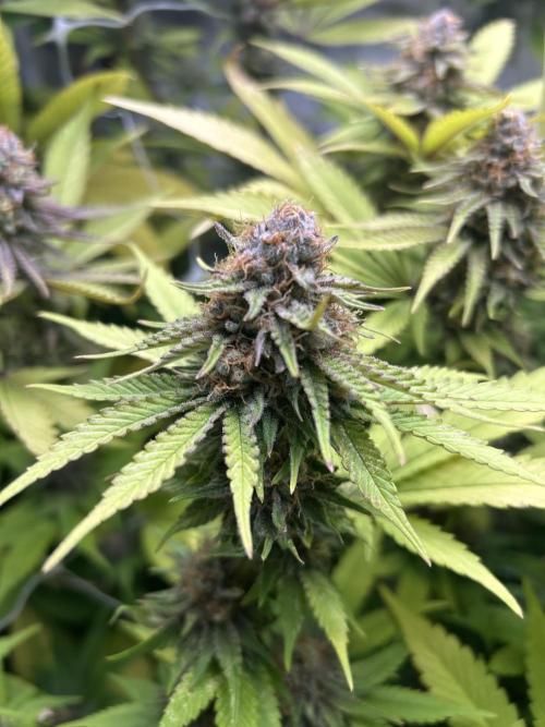 Paradise Pine. Week 13 - #5 "Pine Candy"