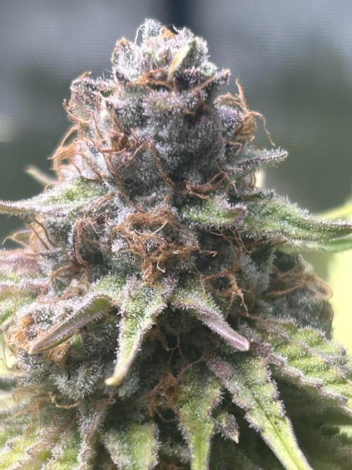 Paradise Pine. Week 14 - #5 "Pine Candy" Early week 7