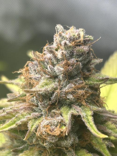 Paradise Pine. Week 14 - #5 "Pine Candy" Early week 7