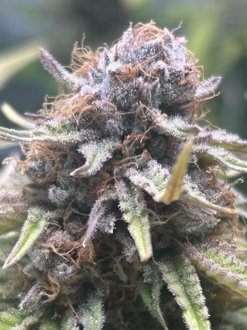 Paradise Pine. Week 14 - #5 "Pine Candy" Early week 7