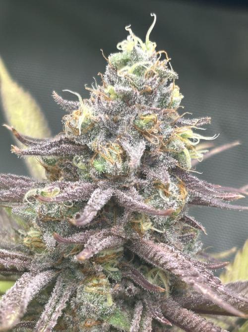 Paradise Pine. Week 14 - #3 "Pink Lemonade" Early week 7