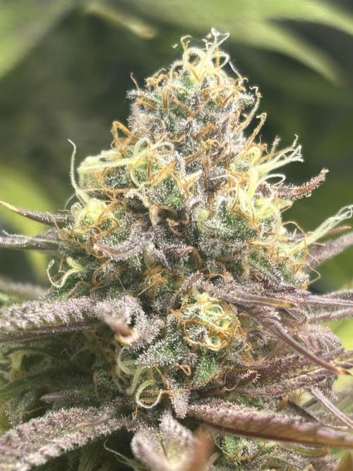 Paradise Pine. Week 14 - #3 "Pink Lemonade" Early week 7