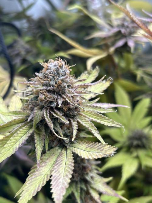 Paradise Pine. Week 14 - #5 "Pine Candy" Late week 7