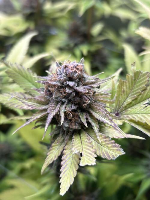 Paradise Pine. Week 14