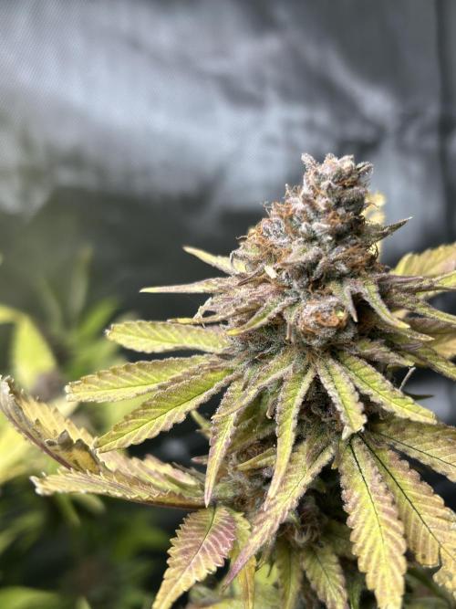 Paradise Pine. Week 14 - #5 "Pine Candy" Late week 7