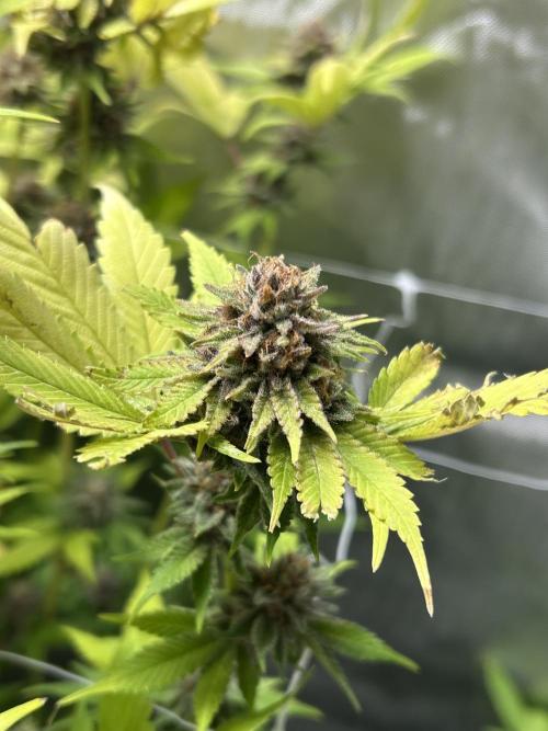 Paradise Pine. Week 14