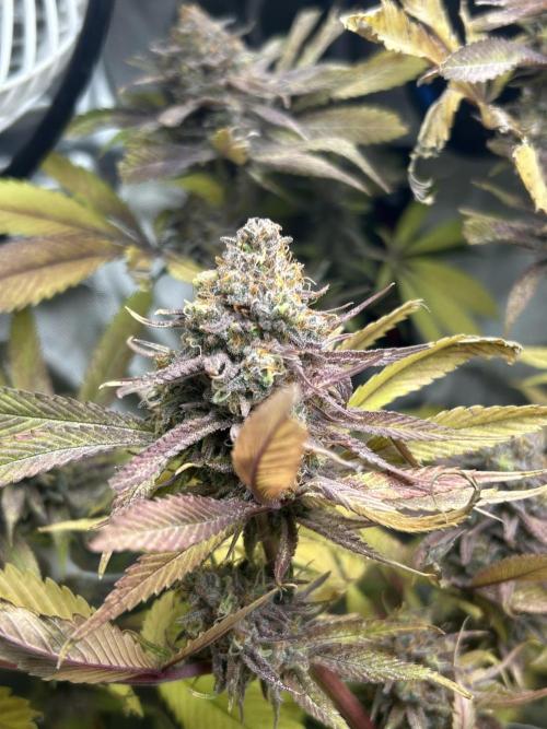 Paradise Pine. Week 14 - #3 "Pink Lemonade" Late week 7