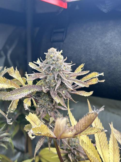 Paradise Pine. Week 14 - #3 "Pink Lemonade" Early week 7