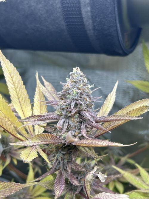 Paradise Pine. Week 14 - #3 "Pink Lemonade" Early week 7