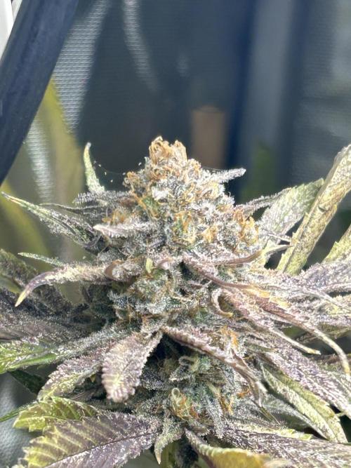 Paradise Pine. Week 14 - #3 "Pink Lemonade" Early week 7