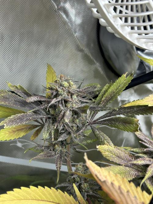 Paradise Pine. Week 14