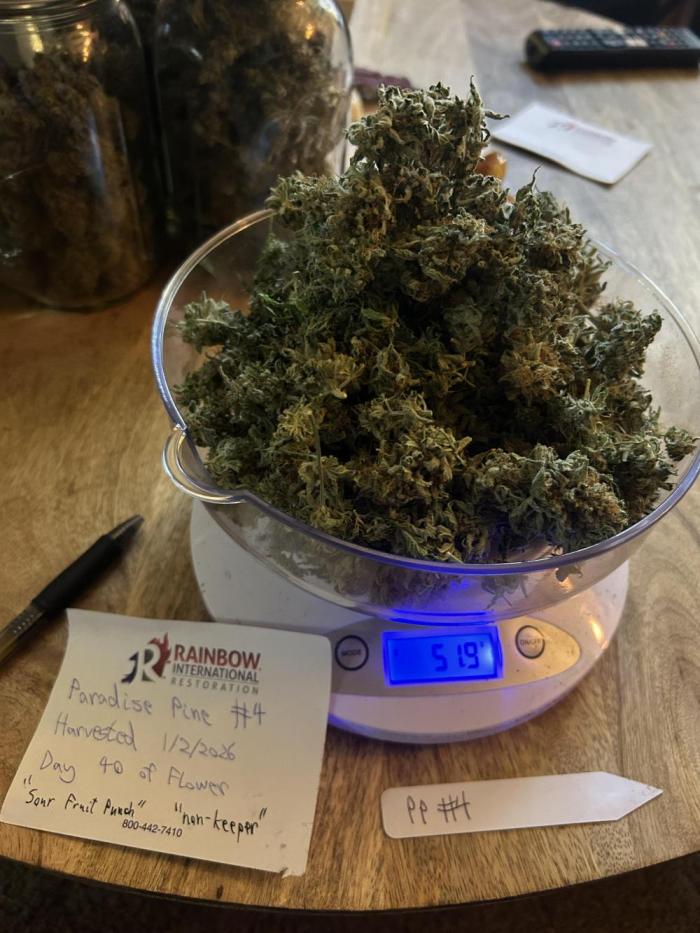 Paradise Pine. Week 15 - Pheno #4, 52g dry bud weight  Chopped at day 40 to prevent more spider mites.