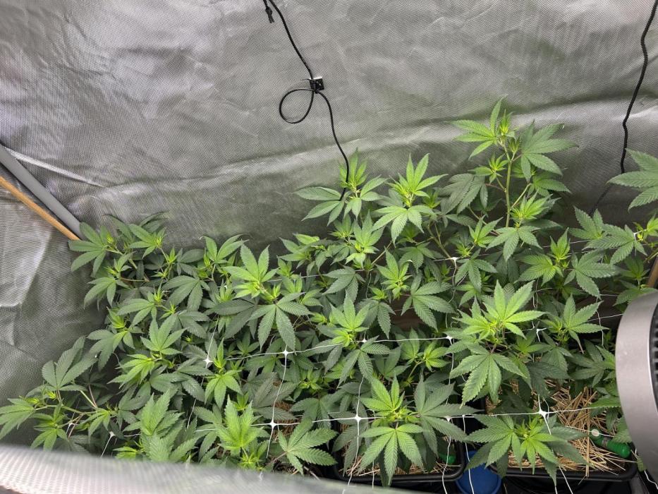 Paradise Pine. Week 1