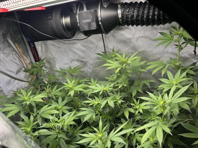 Paradise Pine. Week 2