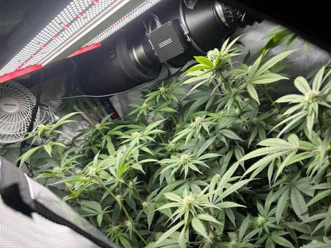 Paradise Pine. Week 3
