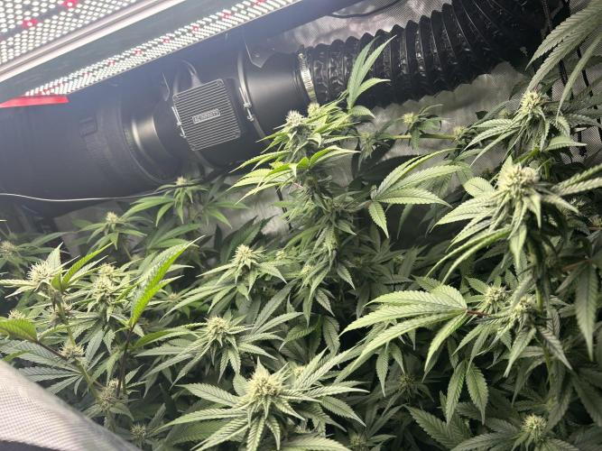 Paradise Pine. Week 4