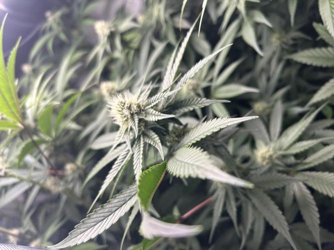 Paradise Pine. Week 4