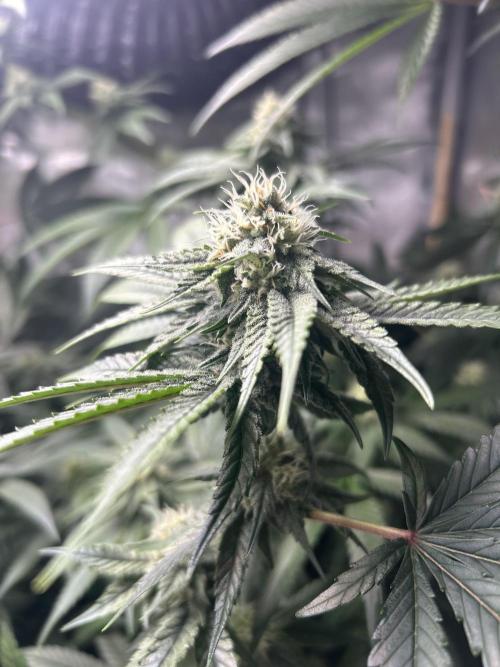 Paradise Pine. Week 5